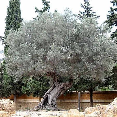 Casa Vistosa